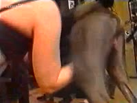 [ Beastiality Porn XXX ] doxies having enjoyment with their dog